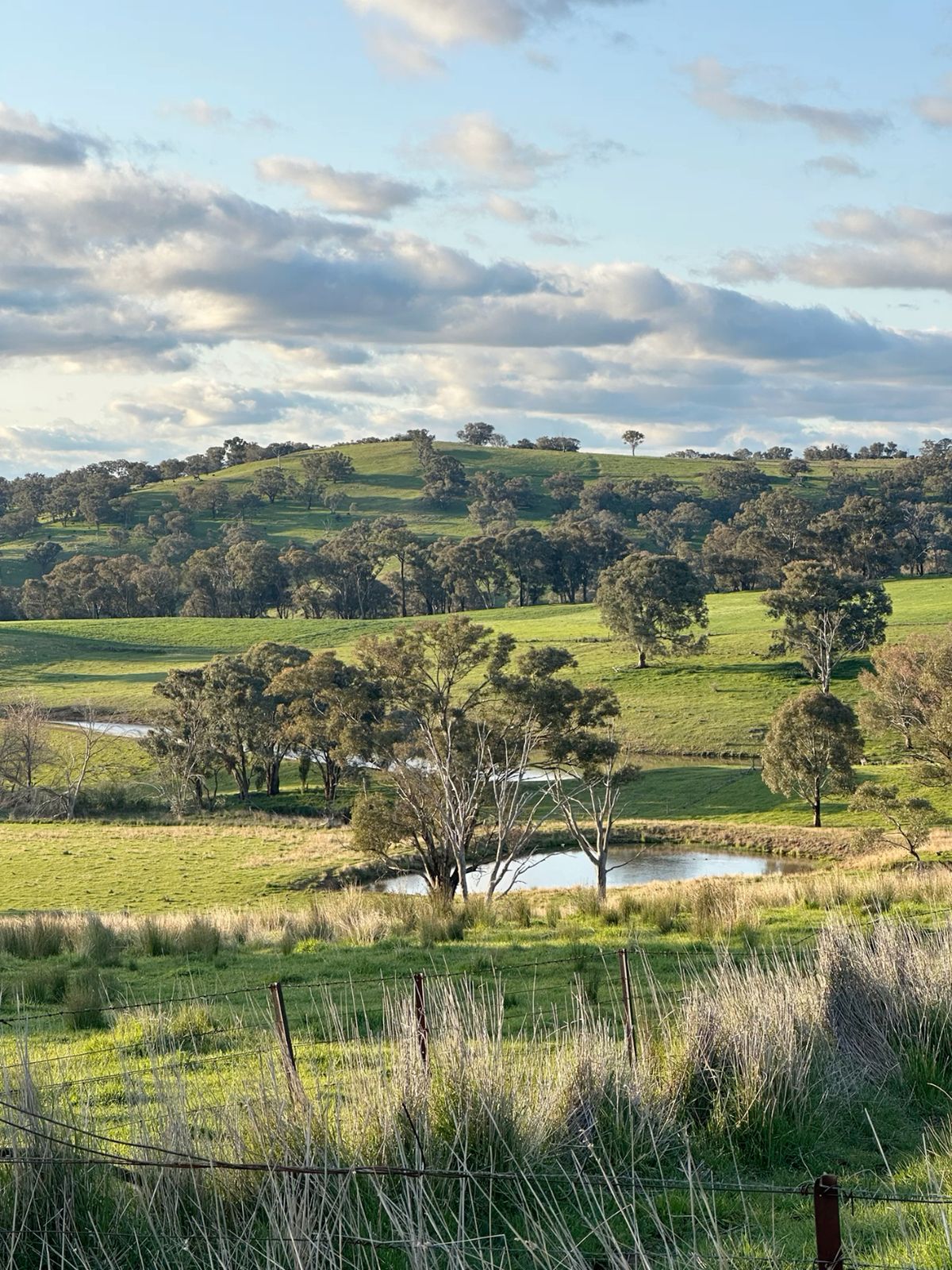 Rolling green hills, gum trees and farm dams in New England NSW